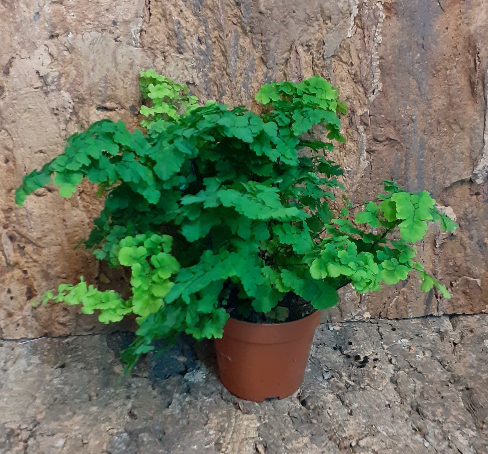 Adiantum
