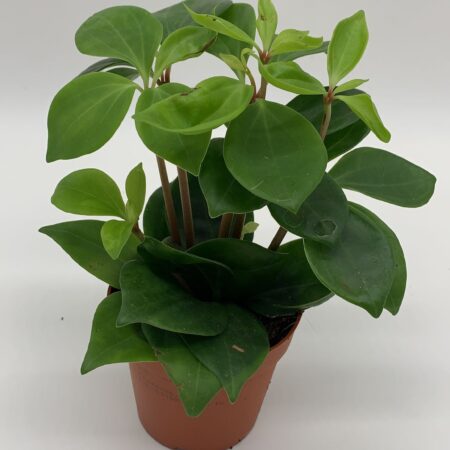 Peperomia Raindrop