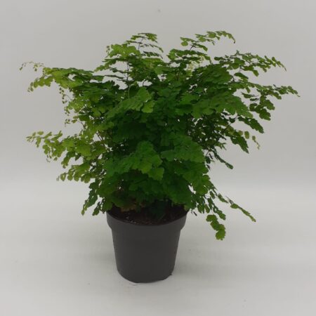 Adiantum raddiantum Fritz - Delta Maidenhair Fern Medium