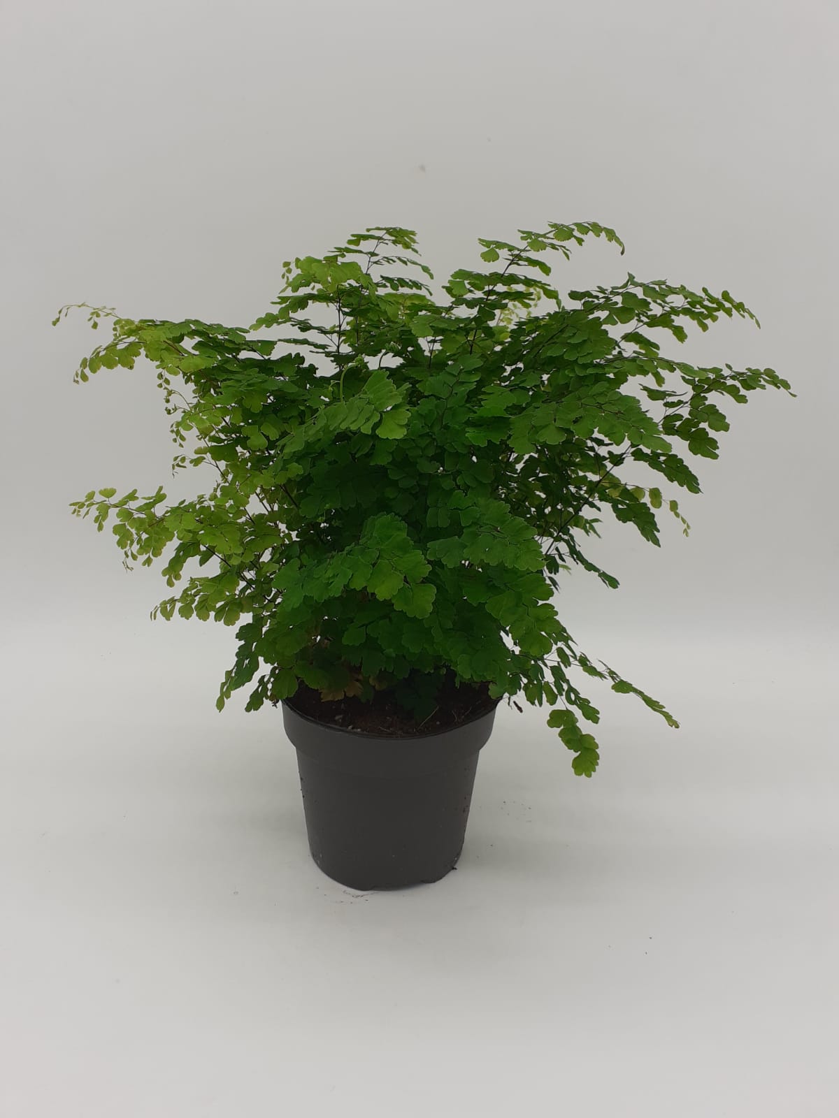 Adiantum raddiantum Fritz - Delta Maidenhair Fern Medium