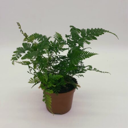 Davallia Fejeensis - Rabbit's Foot Fern