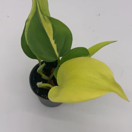 Philodenderon Scandens 'Brasil' Small