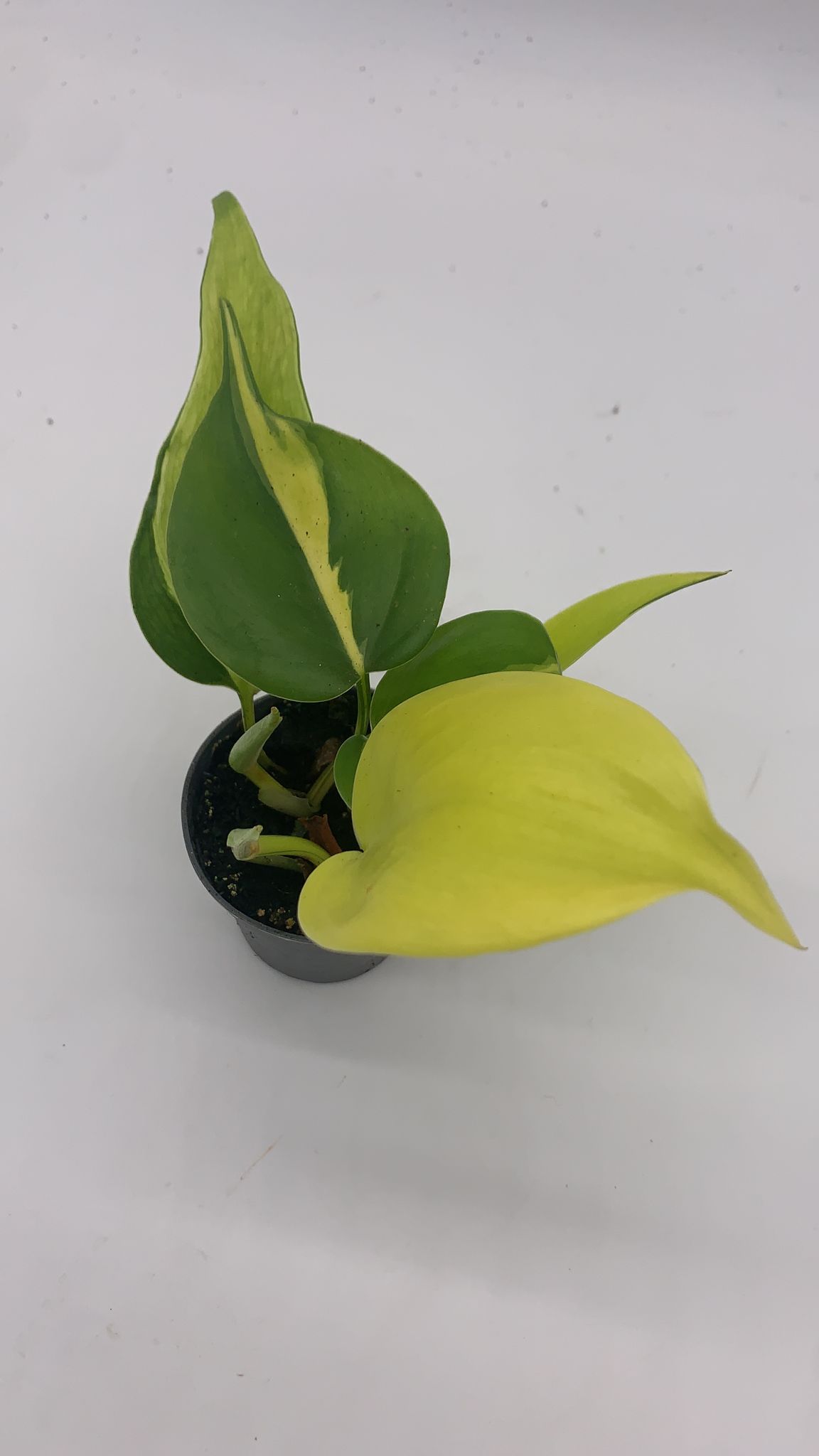 Philodenderon Scandens 'Brasil' Small