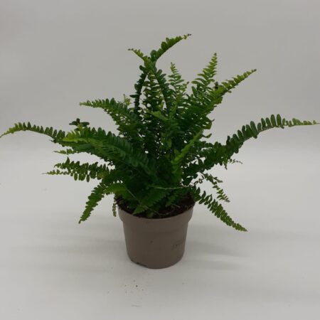 Neprolepis Green Lady