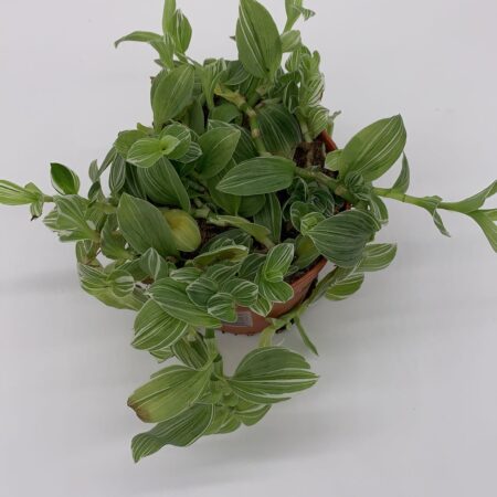 Tradescantia Sp4 - Inch Plant - Medium