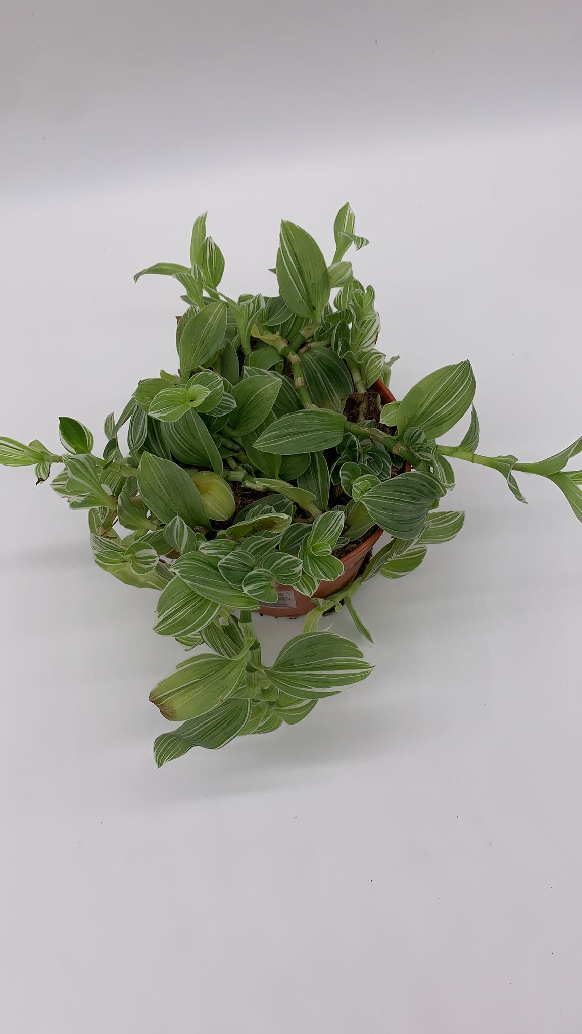 Tradescantia Sp4 - Inch Plant - Medium