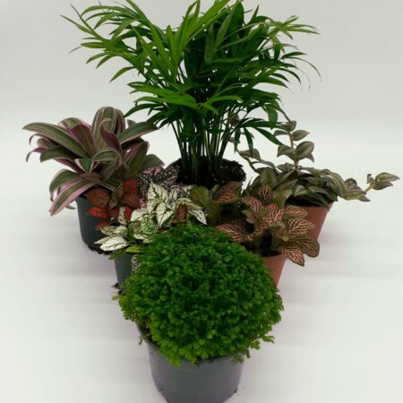Buzzard Reptile Jungle Collection - 6 Plants