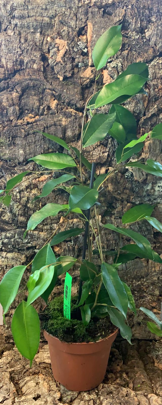 Ficus Benjamina 'Danielle' - Weeping Fig - 40-45cm