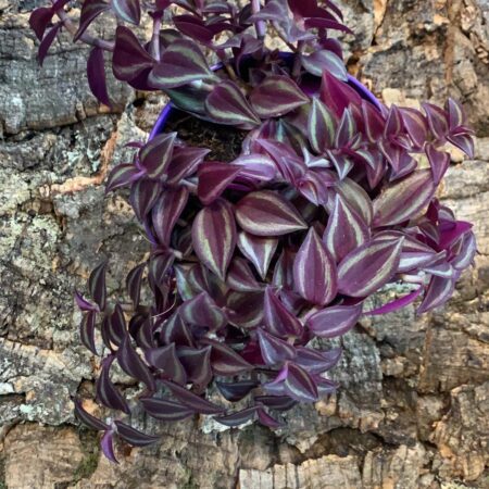 Tradescantia Purple Passion Medium