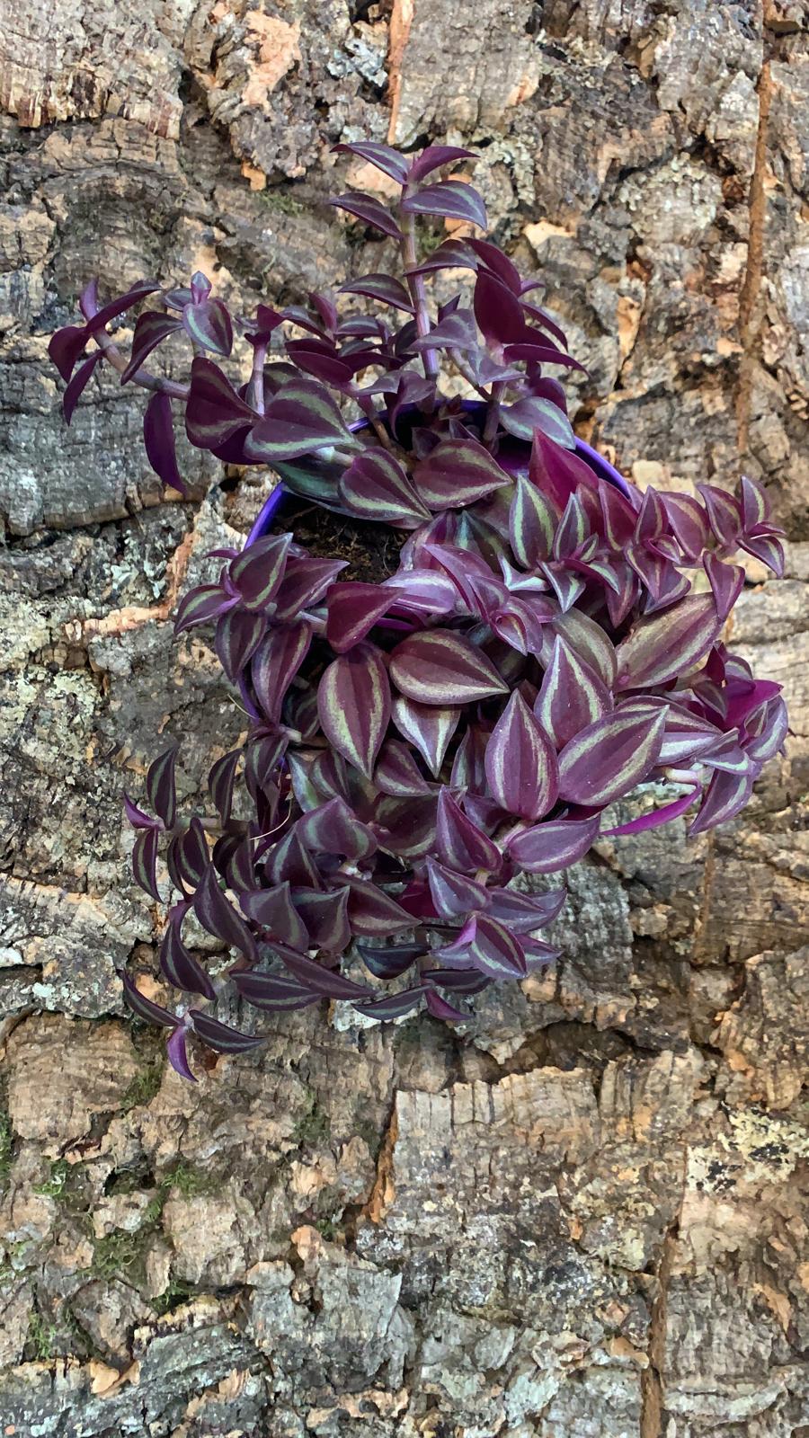 Tradescantia Purple Passion Medium