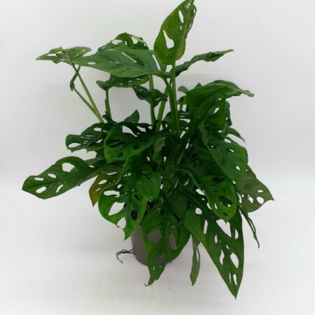 Monstera Monkey Mask - Monstera adansonii - Medium