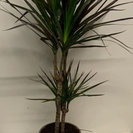 Dracaena Magenta 90cm