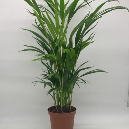 Dypsis Lutescens 75cm