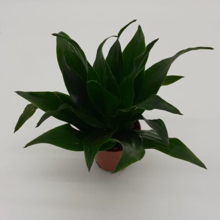 Dracaena Compacta - Small