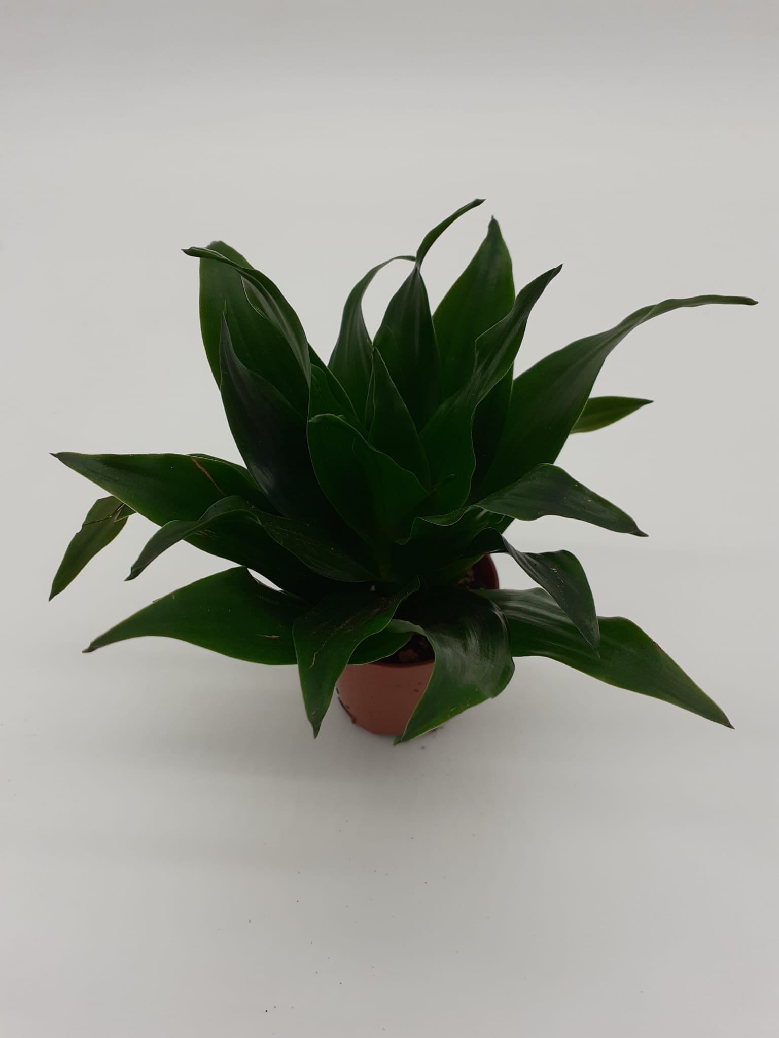 Dracaena Compacta - Small