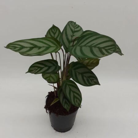 Calathea Exotica