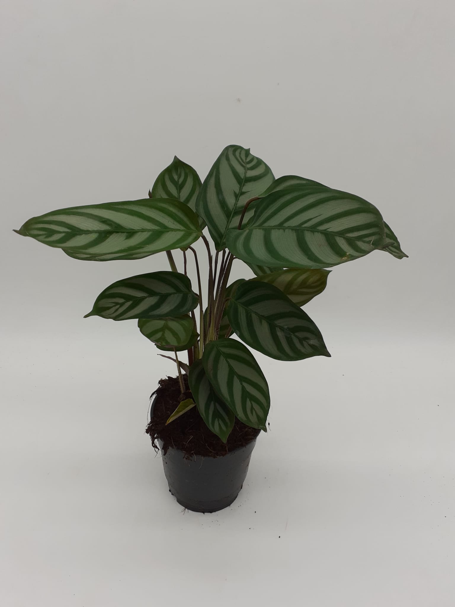 Calathea Exotica