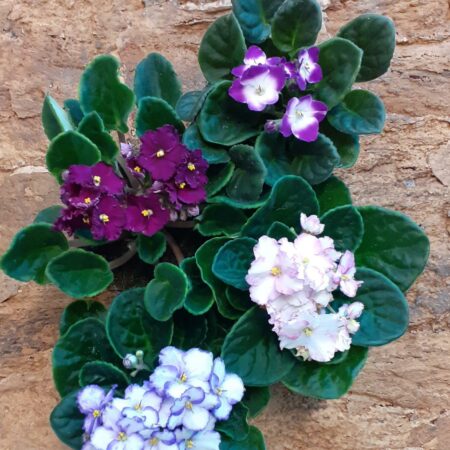 Saintpaulia Inova Spectra - African Violet