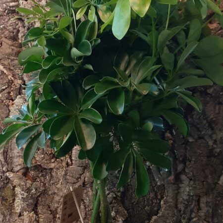 Schefflera Abricola - Umbrella Tree - 80-90cm