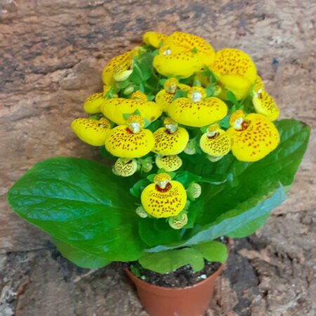 Calceolaria Hybrida - Lady's Purse