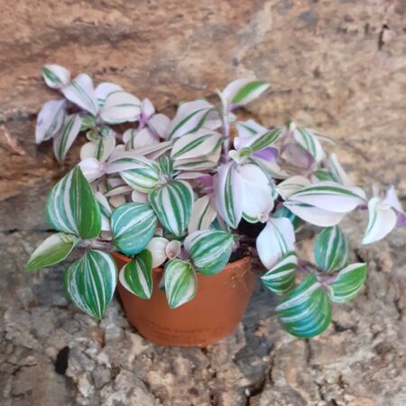 Tradescantia Fluminensis Quadricolour