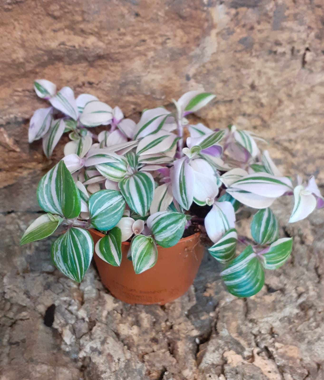 Tradescantia Fluminensis Quadricolour