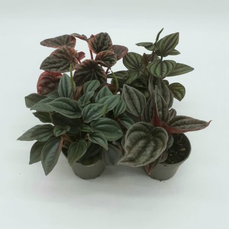 Peperomia Caperata