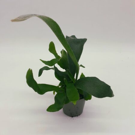 Microsorum pteropus - Java Fern