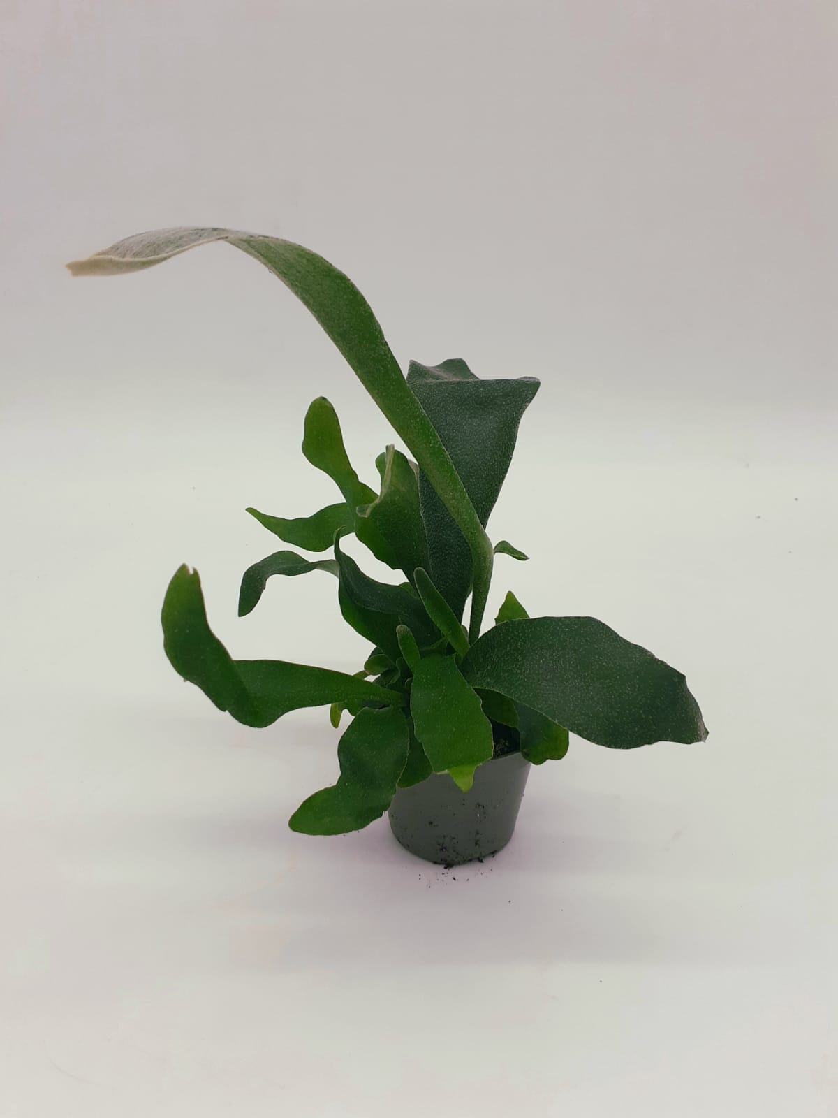 Microsorum pteropus - Java Fern