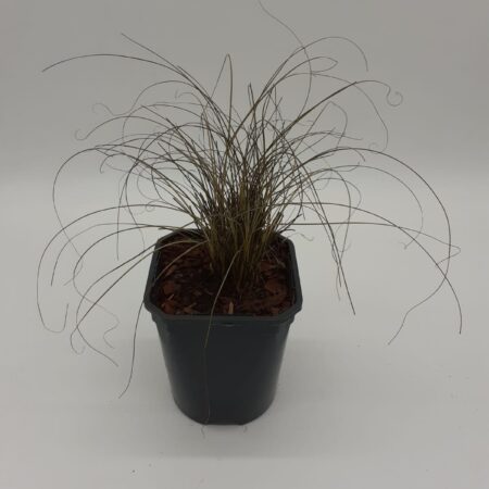 Carex Bronze