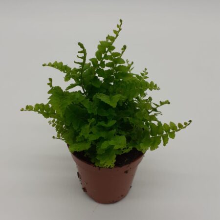 Neprolepis Green Fantasy