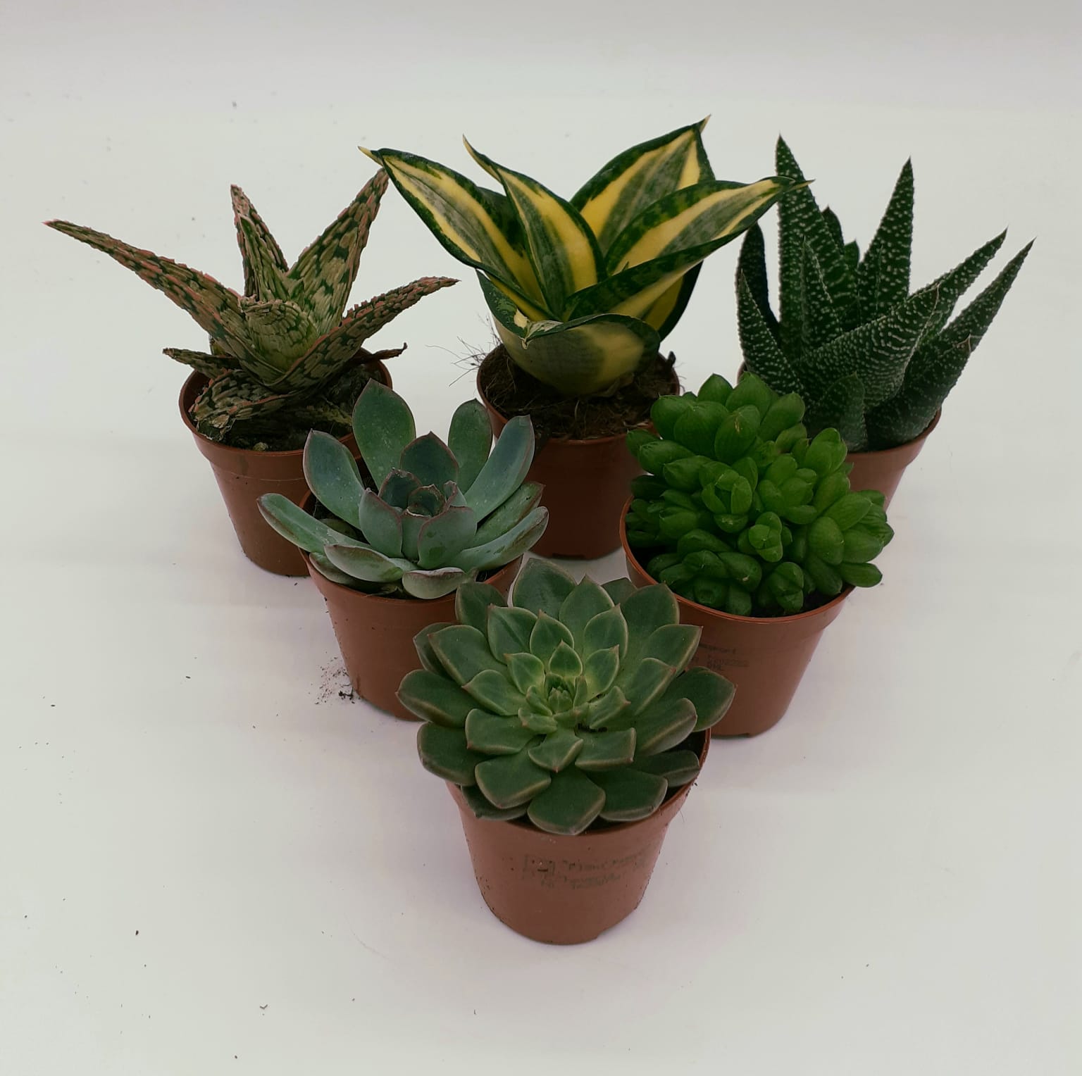 Buzzard Reptile Arid Collection - 6 Plants