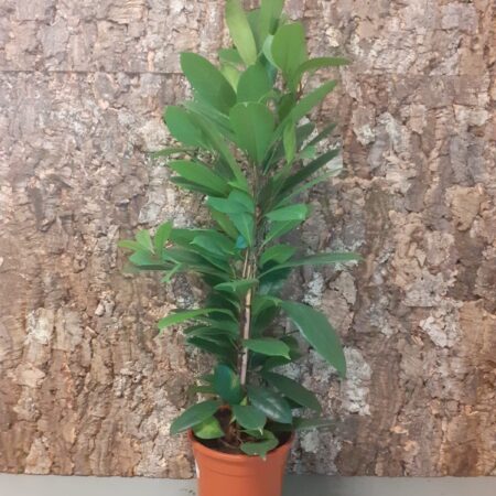 Ficus cyanthistipula 90-100cm - African Fig