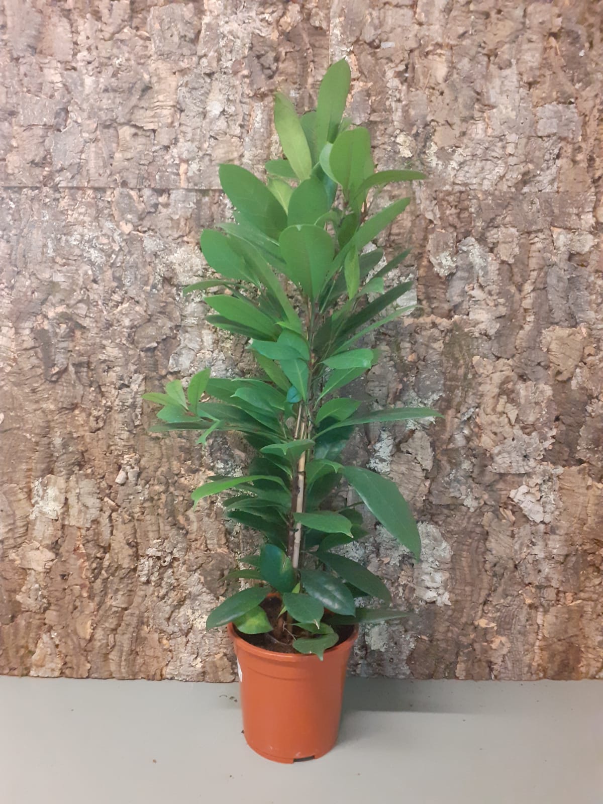 Ficus cyanthistipula 90-100cm - African Fig