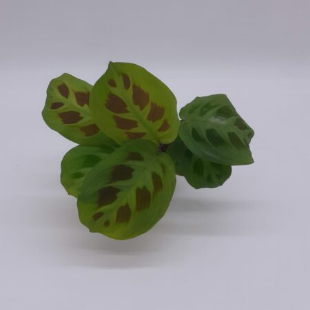 Maranta Leuconeura Green Stripe