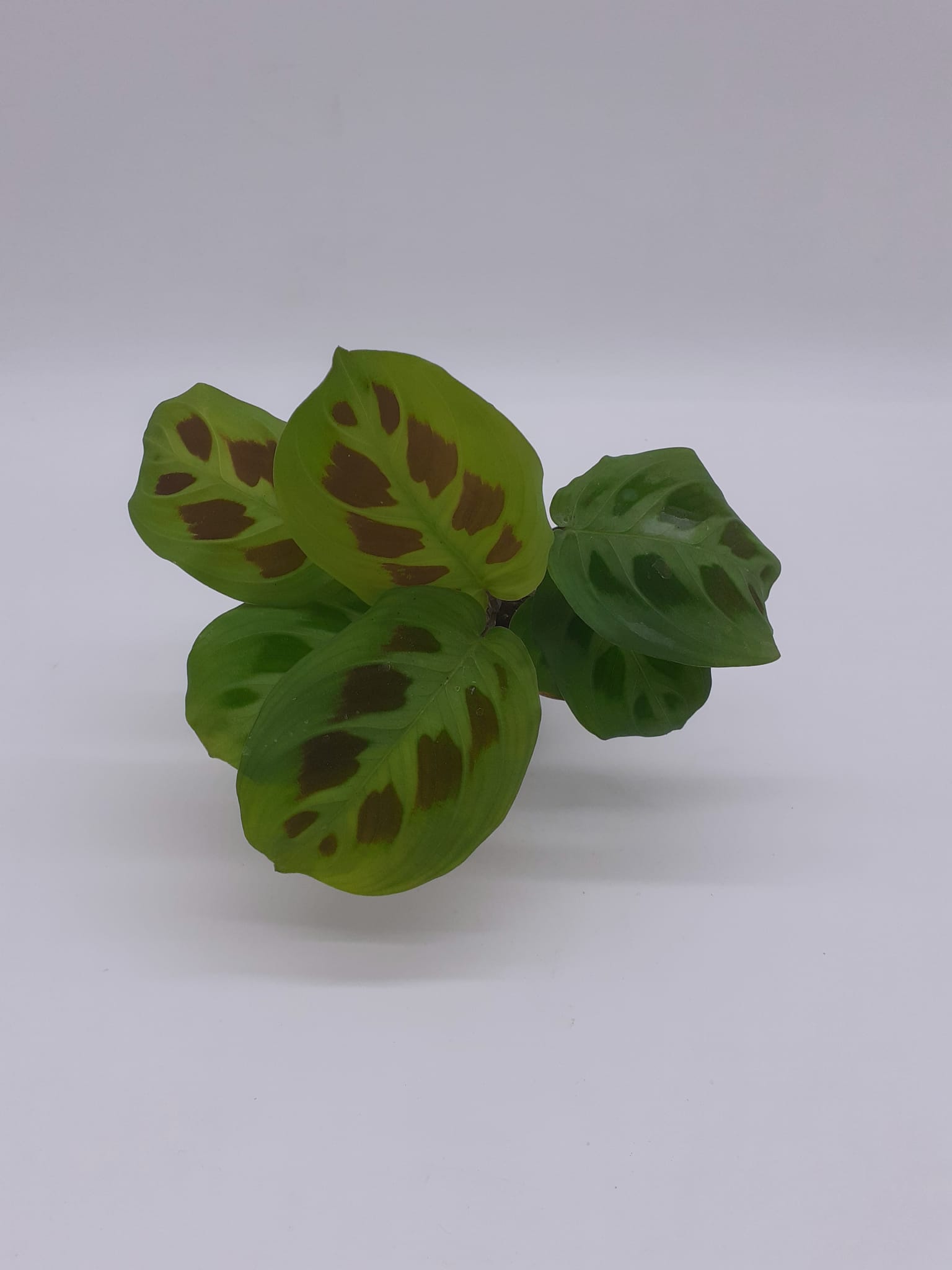 Maranta Leuconeura Green Stripe