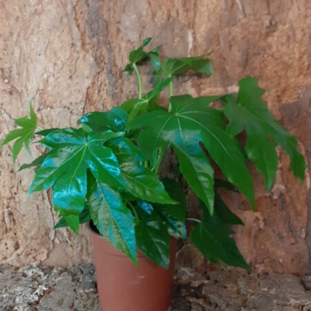 Fatsia Japonica - Castor Oil Plant - 45-50cm