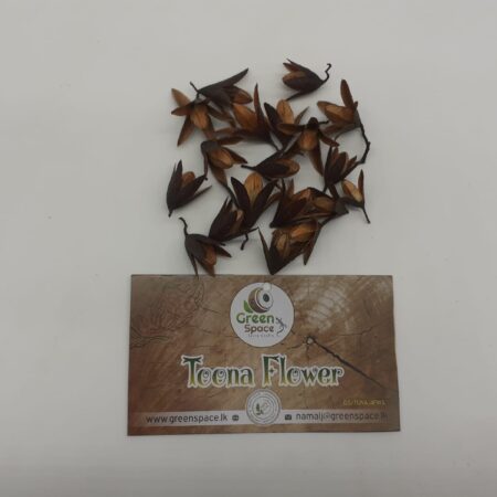 Toona Flowers