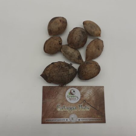 Catappa Nuts (Indian Almond)