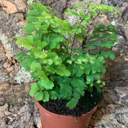 Adiantum raddiantum Fritz - Delta Maidenhair Fern