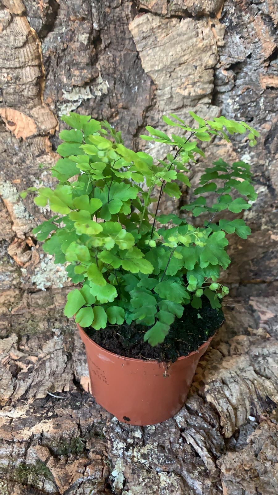 Adiantum raddiantum Fritz - Delta Maidenhair Fern