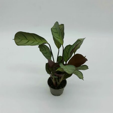 Calathea Sp2 Small