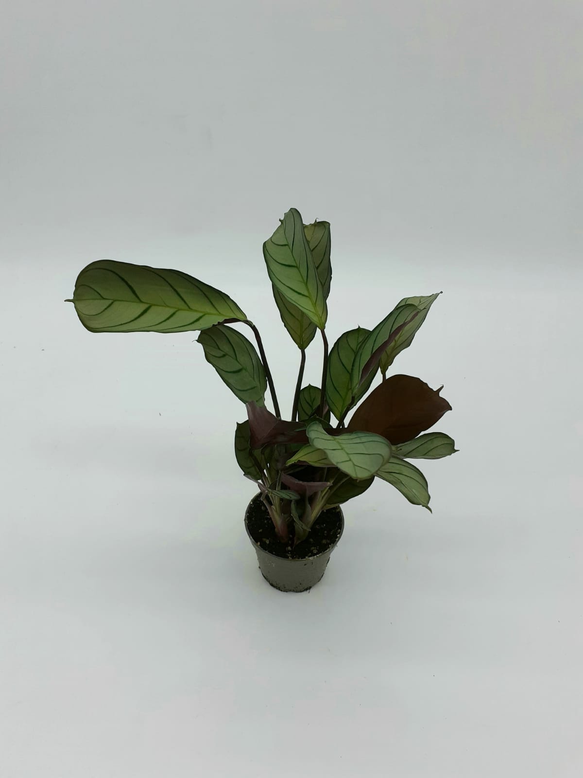 Calathea Sp2 Small