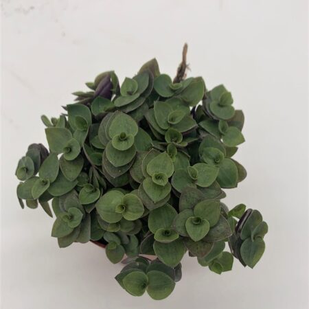 Callisia elegans Turtle Small