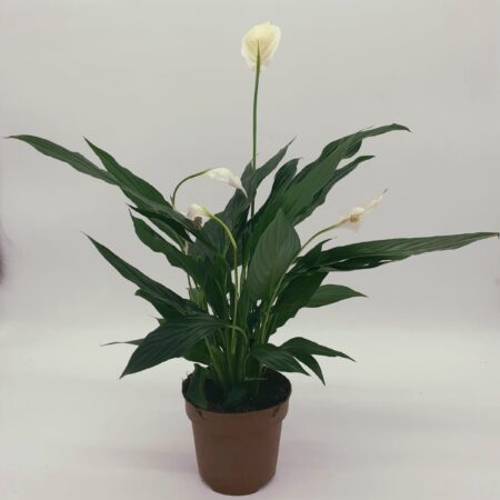 Spathiphyllum Romeo