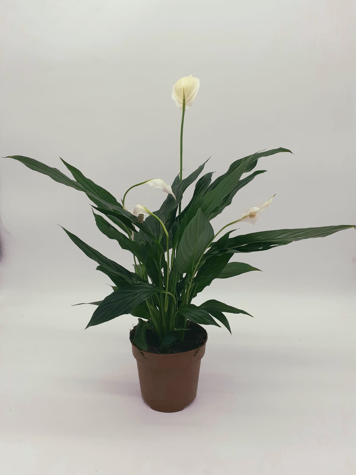 Spathiphyllum Romeo