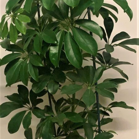 Schefflera Abricola 90cm