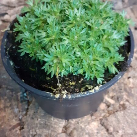 Saxifraga Pixie Rose