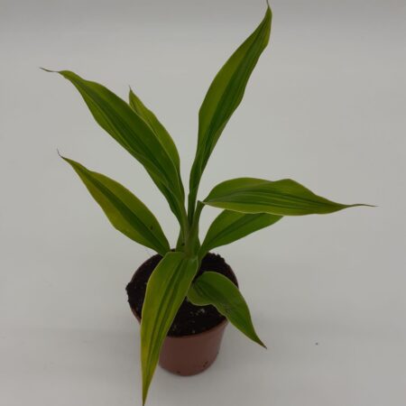 Dracaena Fragrans Sp1 - Small