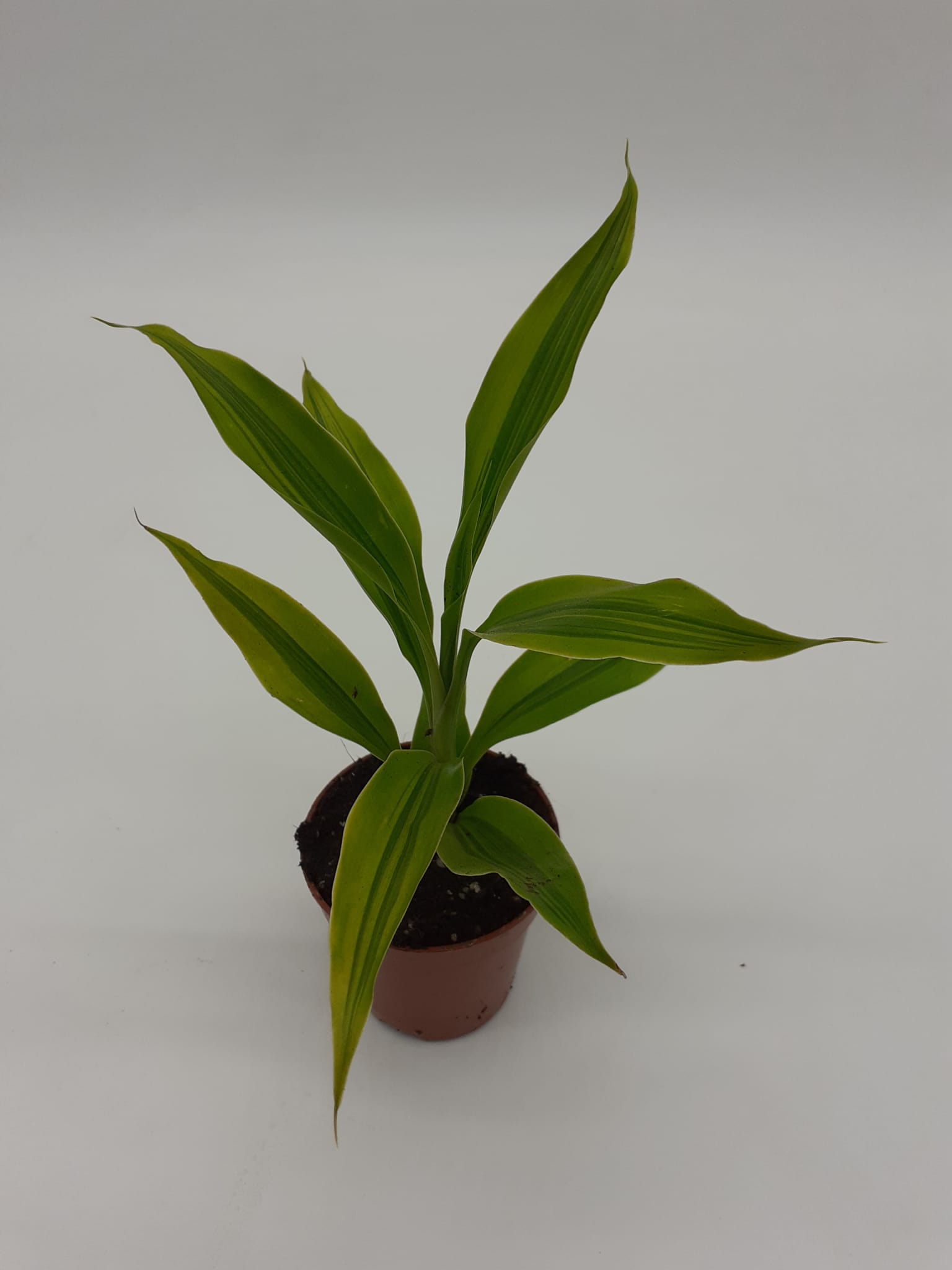 Dracaena Fragrans Sp1 - Small